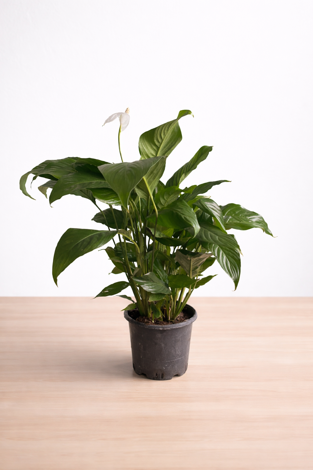 Ürün 2 Test - Kapak 1